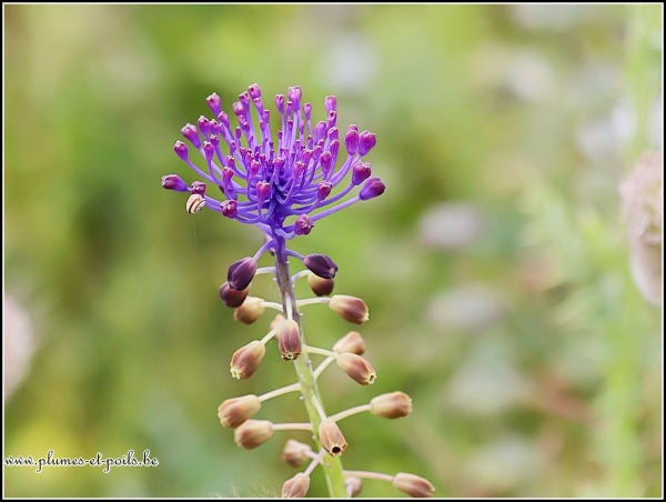 Muscari à toupet